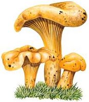 Chanterelle ciboire. Dessin. Cliquer pour agrandir l'image.