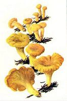 Chanterelle ciboire. Dessin. Cliquer pour agrandir l'image.