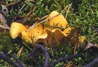 Chanterelle ciboire. Cliquer pour agrandir l'image.