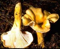 Chanterelle ciboire. Cliquer pour agrandir l'image.
