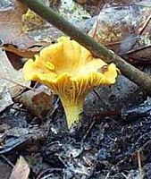 Chanterelle ciboire. Cliquer pour agrandir l'image.