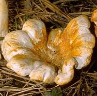 Chanterelle ciboire. Cliquer pour agrandir l'image.