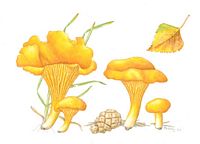 Chanterelle ciboire. Dessin. Cliquer pour agrandir l'image.