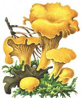 Chanterelle ciboire. Dessin. Cliquer pour agrandir l'image.