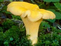 Chanterelle ciboire. Cliquer pour agrandir l'image.