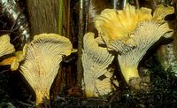 Chanterelle ciboire. Cliquer pour agrandir l'image. Chanterelle ciboire. Cliquer pour agrandir l'image.