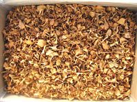 Chanterelle ciboire. Récolte. Cliquer pour agrandir l'image.