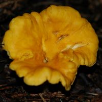 Chanterelle ciboire. Cheires de Côme. Cliquer pour agrandir l'image.