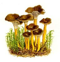 Chanterelle en tube. Dessin. Cliquer pour agrandir l'image.