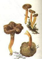 Chanterelle en tube. Dessin. Cliquer pour agrandir l'image.