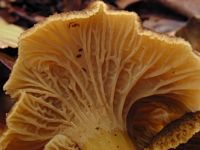 Chanterelle en tube. Plis. Cliquer pour agrandir l'image.