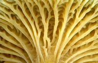Chanterelle en tube. Plis en gros-plan. Cliquer pour agrandir l'image.