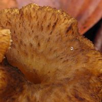 Chanterelle en tube. Surface en gros plan. Cliquer pour agrandir l'image.