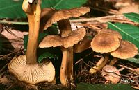 Chanterelle en tube. Cliquer pour agrandir l'image.