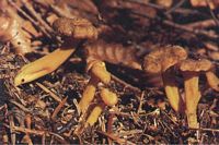 Chanterelle en tube. Cliquer pour agrandir l'image.