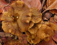 Chanterelle en tube. Chapeau. Cliquer pour agrandir l'image.