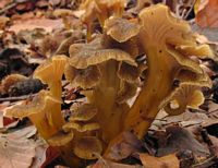 Chanterelle en tube. Cliquer pour agrandir l'image.
