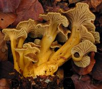 Chanterelle en tube. Cliquer pour agrandir l'image.