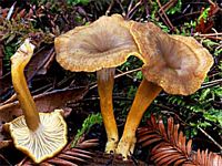Chanterelle en tube. Cliquer pour agrandir l'image.