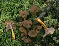 Chanterelle en tube. Cliquer pour agrandir l'image.