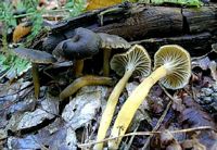 Chanterelle en tube. Cliquer pour agrandir l'image.