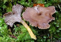 Chanterelle en tube. Cliquer pour agrandir l'image.