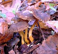 Chanterelle en tube. Cliquer pour agrandir l'image.