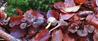 Chanterelle en tube. Cliquer pour agrandir l'image.