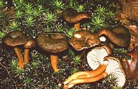 Chanterelle en tube. Cliquer pour agrandir l'image. Chanterelle en tube. Cliquer pour agrandir l'image.
