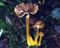 Chanterelle en tube. Cliquer pour agrandir l'image. Chanterelle en tube. Cliquer pour agrandir l'image.