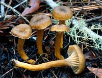 Chanterelle en tube. Cliquer pour agrandir l'image.