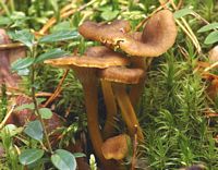 Chanterelle en tube. Cliquer pour agrandir l'image.