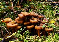 Chanterelle en tube. Cliquer pour agrandir l'image.