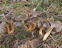 Chanterelle en tube. Cliquer pour agrandir l'image. Chanterelle en tube. Cliquer pour agrandir l'image.