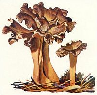 Chanterelle jaune. Dessin. Cliquer pour agrandir l'image.