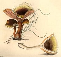 Chanterelle jaune. Dessin. Cliquer pour agrandir l'image.