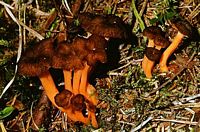 Chanterelle jaune. Cliquer pour agrandir l'image.