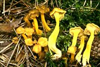 Chanterelle jaune. Cliquer pour agrandir l'image.