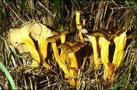 Chanterelle jaune. Cliquer pour agrandir l'image.