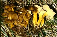Chanterelle jaune. Cliquer pour agrandir l'image.