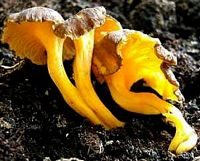 Chanterelle jaune. Cliquer pour agrandir l'image.