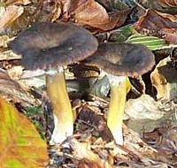 Chanterelle jaune. Cliquer pour agrandir l'image.