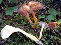 Chanterelle jaune. Cliquer pour agrandir l'image.
