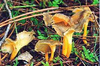 Chanterelle jaune. Cliquer pour agrandir l'image.