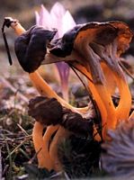 Chanterelle jaune. Cliquer pour agrandir l'image.