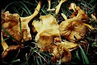 Chanterelle jaune. Cliquer pour agrandir l'image.
