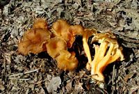 Chanterelle jaune. Cliquer pour agrandir l'image.