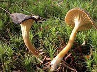 Chanterelle jaune. Cliquer pour agrandir l'image.