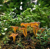 Chanterelle jaune. Cliquer pour agrandir l'image.