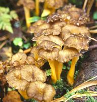 Chanterelle jaune. Cliquer pour agrandir l'image.